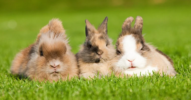 Three cute fluffy bunnies laying on grass.